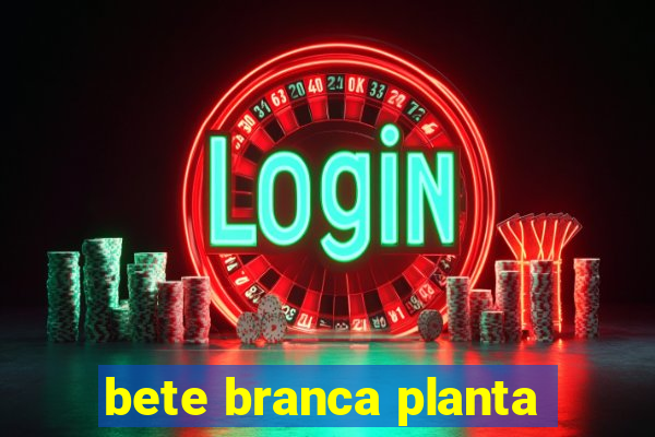 bete branca planta